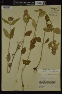 Blephilia ciliata image
