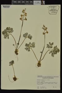 Dicentra cucullaria image