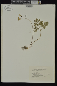 Dicentra cucullaria image