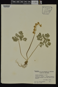 Dicentra cucullaria image