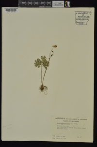 Dicentra cucullaria image