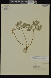 Dicentra cucullaria image