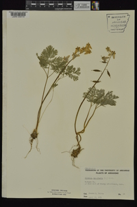 Dicentra cucullaria image