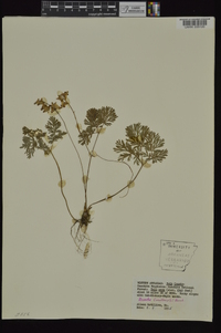 Dicentra cucullaria image