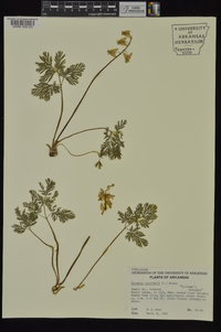 Dicentra cucullaria image