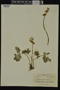 Dicentra cucullaria image