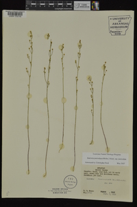 Bartonia paniculata subsp. paniculata image