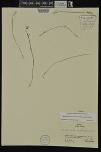 Bartonia paniculata subsp. paniculata image