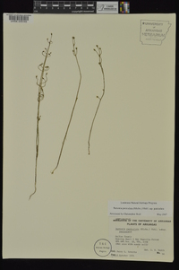 Bartonia paniculata subsp. paniculata image