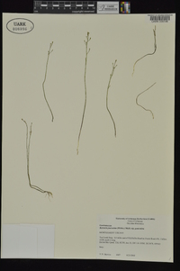 Bartonia paniculata subsp. paniculata image