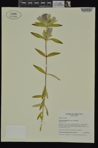 Gentiana saponaria image