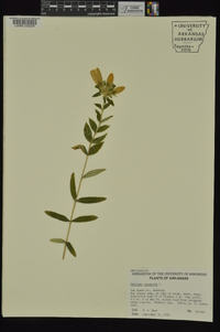 Gentiana saponaria image