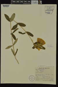 Gentiana saponaria image