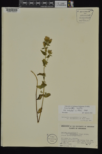 Gentianella quinquefolia subsp. occidentalis image