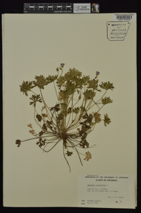 Geranium columbinum image