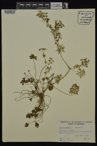 Geranium dissectum image