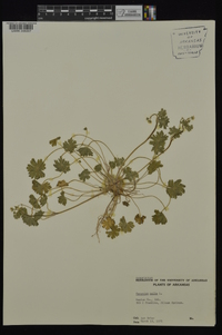 Geranium molle image