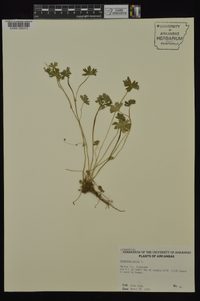 Geranium molle image