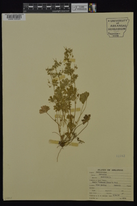 Geranium pusillum image