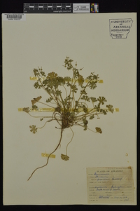 Geranium pusillum image