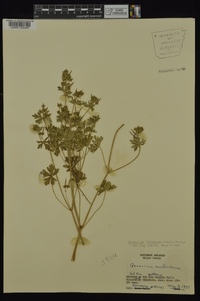 Geranium texanum image