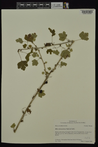 Ribes missouriense image