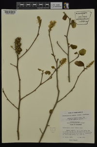 Fothergilla major image