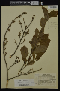 Hamamelis vernalis image