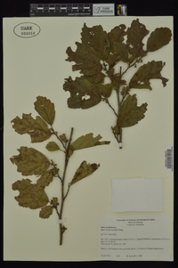 Hamamelis vernalis image