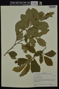 Hamamelis vernalis image