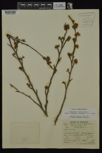 Hamamelis vernalis image