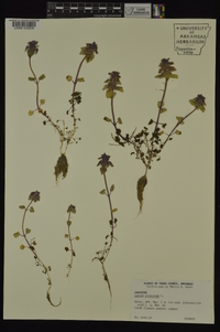 Lamium purpureum image