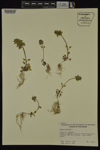 Lamium purpureum image