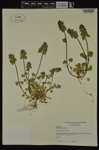 Lamium purpureum image