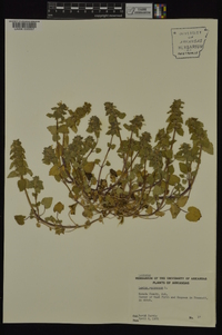 Lamium purpureum image