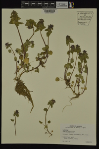 Lamium purpureum image