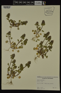 Lamium purpureum image