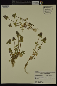 Lamium purpureum image