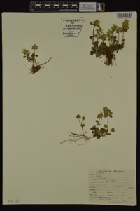 Lamium purpureum image