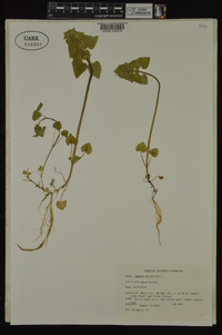 Lamium purpureum image