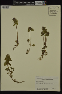 Lamium purpureum image