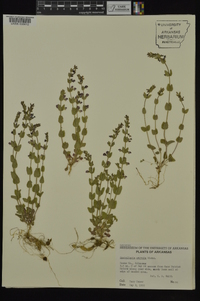 Scutellaria parvula image