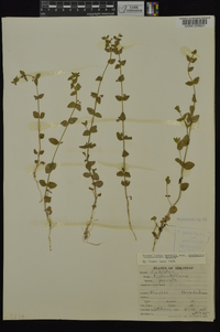 Scutellaria parvula image