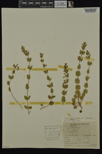 Scutellaria parvula image