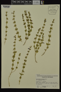 Scutellaria parvula var. australis image