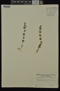 Scutellaria parvula var. australis image