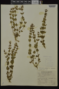 Scutellaria parvula var. australis image