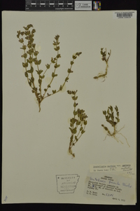 Scutellaria parvula image