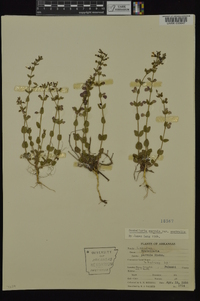 Scutellaria parvula var. australis image