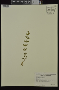 Scutellaria parvula var. australis image